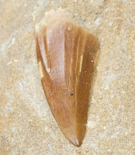 Fossil Mosasaurus Tooth In Matrix #14243